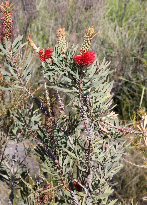 Western Australian Plants Myrtaceae